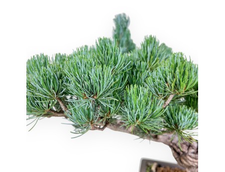 Pinus pentaphylla-Bonsai %separator% %category%
