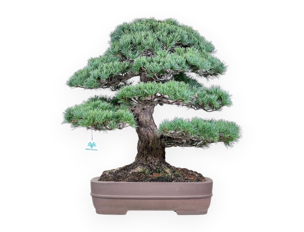Pinus pentaphylla Bonsai %separator% %category% Koniferen