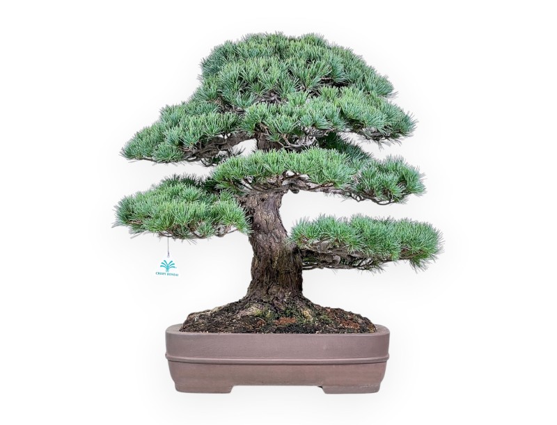 Bonsai van Pinus pentaphylla %separator% Bonsai exemplaar naaldboom