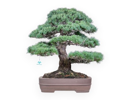 Bonsai van Pinus pentaphylla %separator% Bonsai exemplaar naaldboom