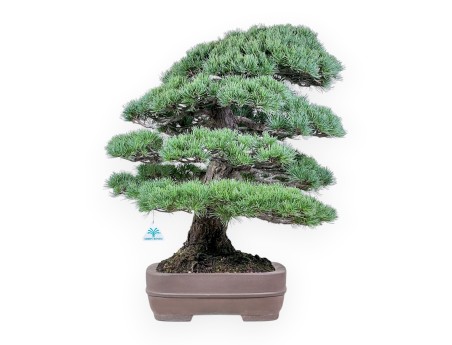 Pinus pentaphylla bonsai %separator% %category% conifers