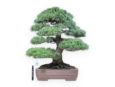 Pinus pentaphylla bonsai %separator% %category% conifers