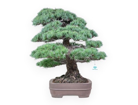 Pinus pentaphylla bonsai %separator% %category% conifers