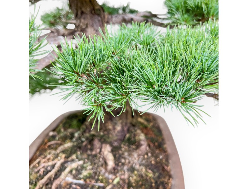 Bonsai van Pinus pentaphylla %separator% Bonsai exemplaar naaldboom