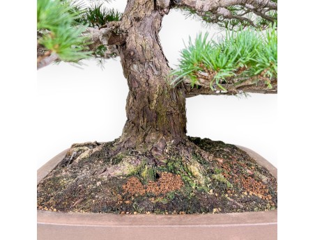Pinus pentaphylla bonsai %separator% %category% conifers