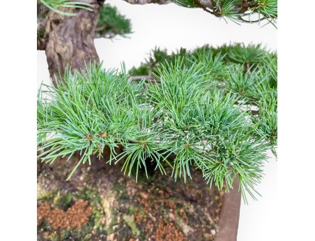 Bonsai van Pinus pentaphylla %separator% Bonsai exemplaar naaldboom