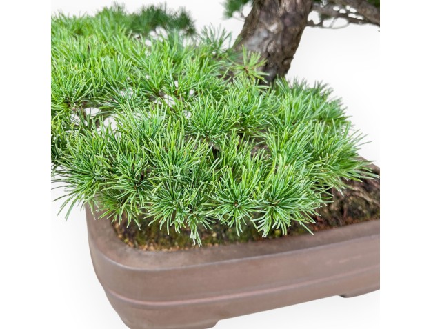 Pinus pentaphylla Bonsai %separator% %category% Koniferen 2