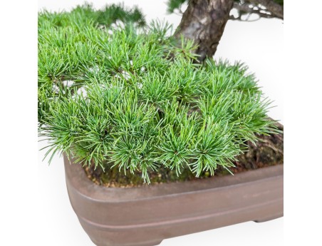 Pinus pentaphylla bonsai %separator% %category% conifers