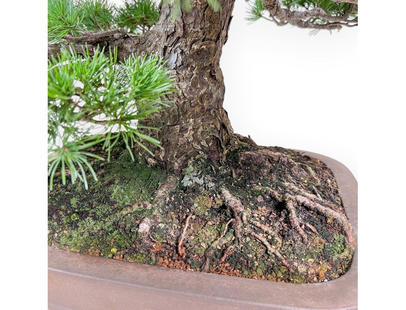 Pinus pentaphylla bonsai %separator% %category% conifers