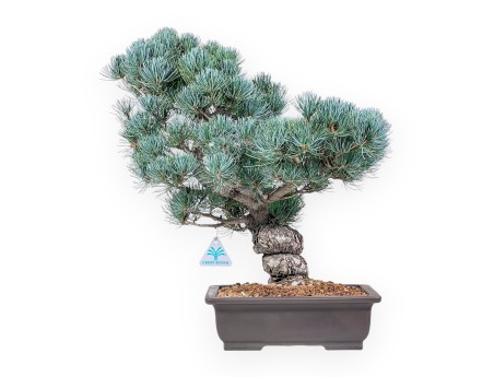 Bonsai di Pinus pentaphylla %separator% %category%