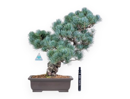 Bonsaï de Pinus pentaphylla %separator% %category%
