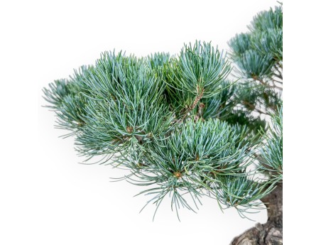 Bonsai di Pinus pentaphylla %separator% %category%
