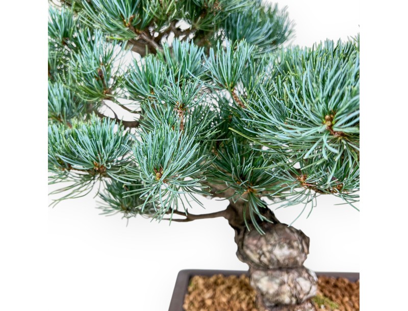 Bonsai di Pinus pentaphylla %separator% %category%