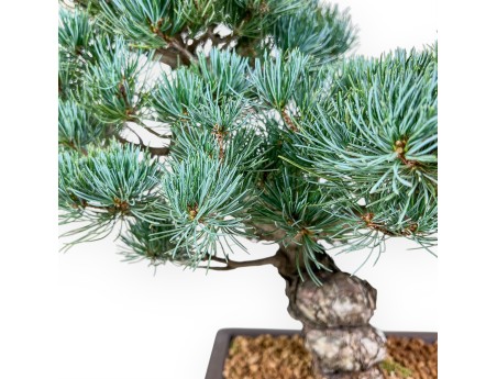 Bonsai di Pinus pentaphylla %separator% %category%