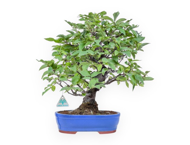 Bonsái de Carpinus orientalis %separator% %category%