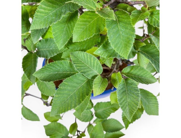 Carpinus orientalis bonsai %separator% %category% 2
