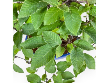 Carpinus orientalis bonsai %separator% %category%