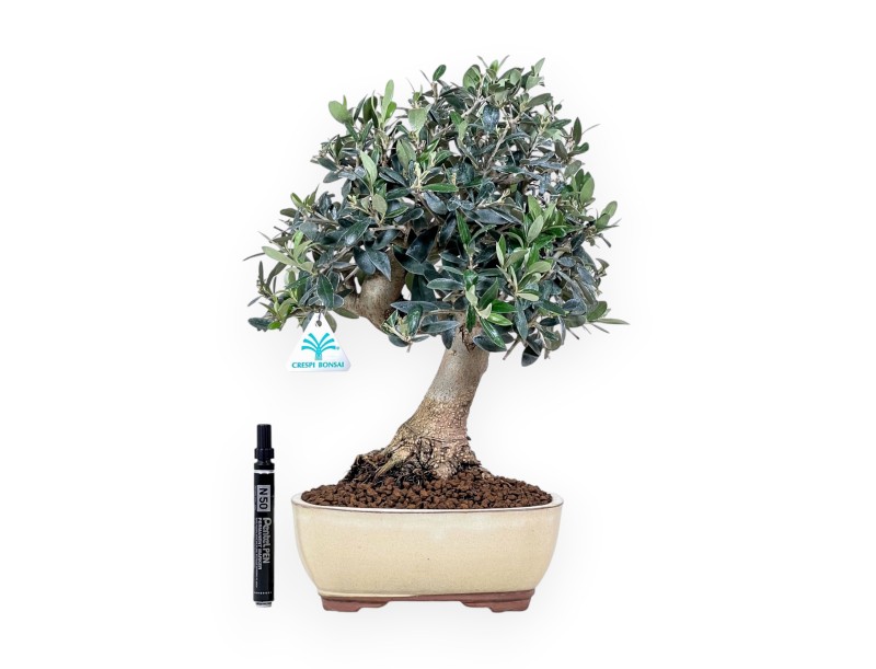 Olea europaea bonsai %separator% %category%
