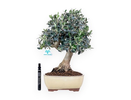 Bonsai van Olea europaea %separator% %category%