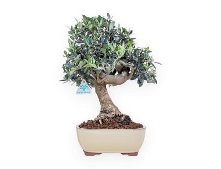 Olea europaea bonsai %separator% %category%