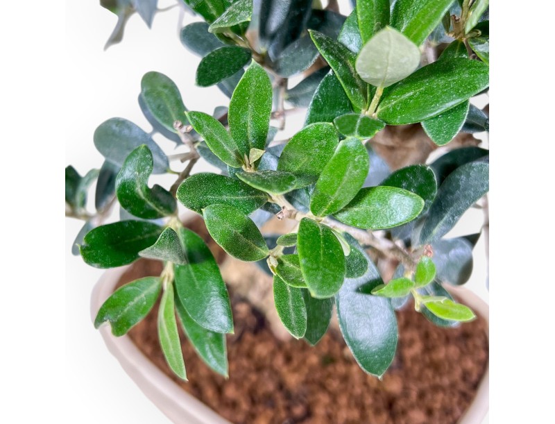 Bonsai aus Olea europaea %separator% %category%