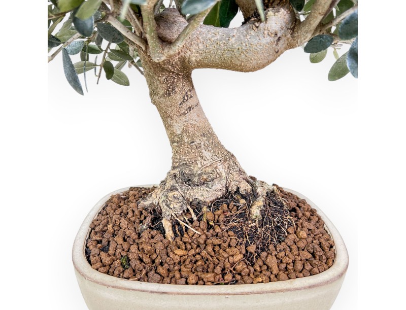 Olea europaea bonsai %separator% %category%