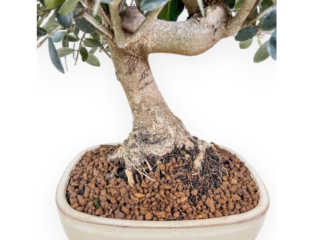 Olea europaea bonsai %separator% %category%