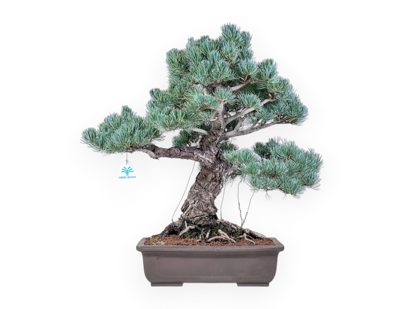 Pinus pentaphylla bonsai %separator% %category%