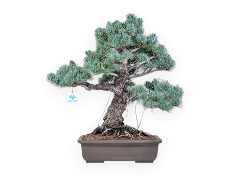 Pinus pentaphylla-bonsai %separator% %category%