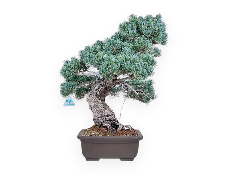Pinus pentaphylla-bonsai %separator% %category%
