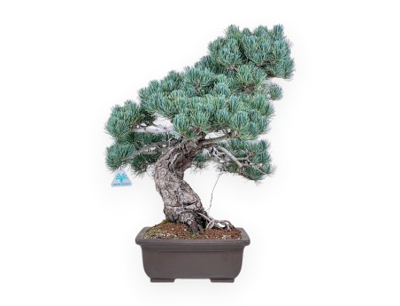 Pinus pentaphylla bonsai %separator% %category%