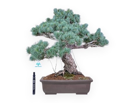 Pinus pentaphylla bonsai %separator% %category%