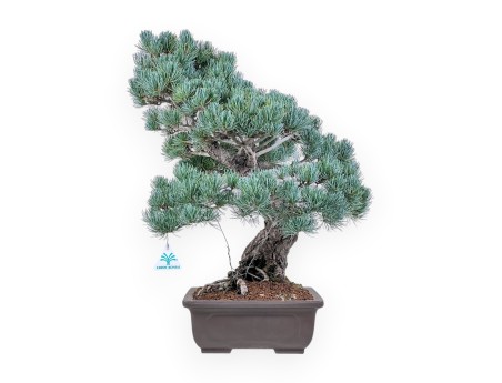 Pinus pentaphylla bonsai %separator% %category%