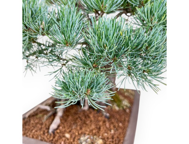 Pinus pentaphylla-Bonsai %separator% %category% 2