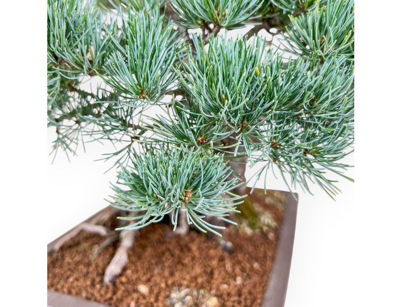 Pinus pentaphylla bonsai %separator% %category%