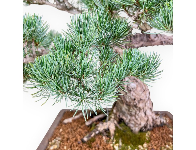 Pinus pentaphylla bonsai %separator% %category%
