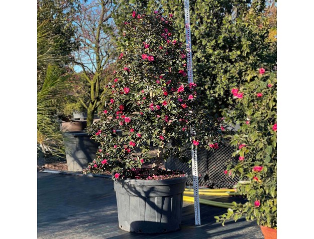 Camellia sasanqua – Kamelie %separator% %category%
