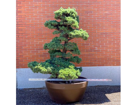 Pinus pentaphylla %separator% %category%