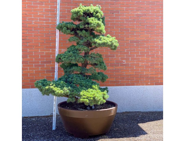 Pinus pentaphylla %separator% %category%