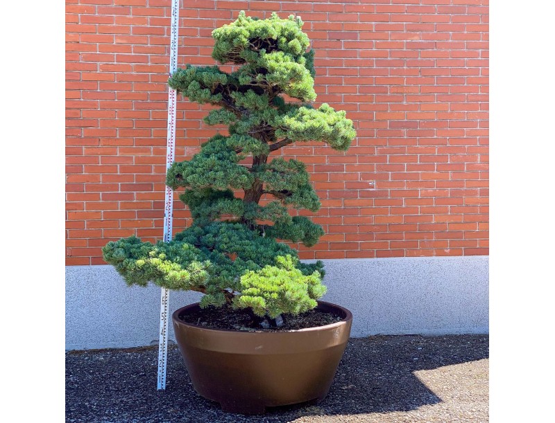 Pinus pentaphylla %separator% %category%