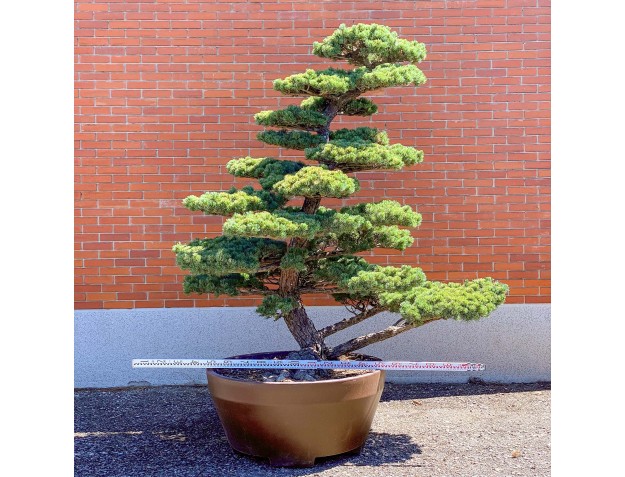 Pinus pentaphylla %separator% %category% 2