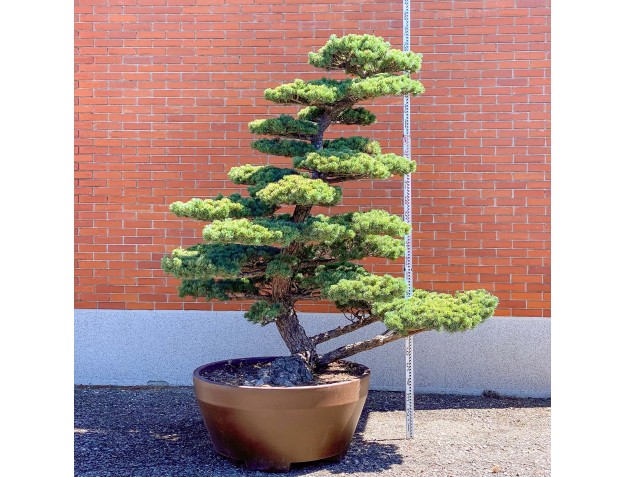 Pinus pentaphylla %separator% %category%