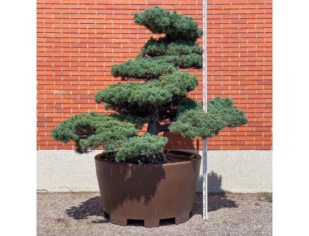 Pinus pentaphylla %separator% %categoría%