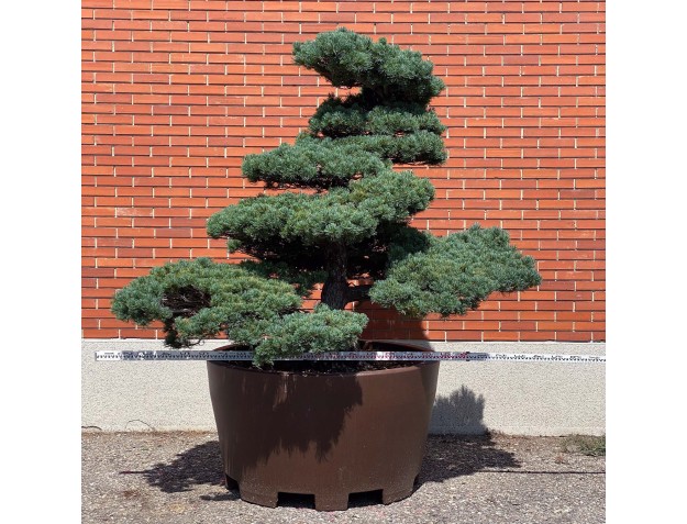 Pinus Pentaphylla %separator% %category% 2