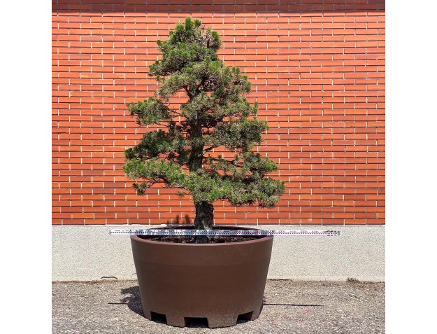 Pinus thunbergii kotobuki – Black pine %separator% %category% 2
