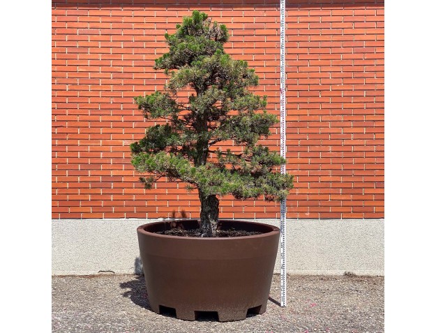 Pinus thunbergii kotobuki - Zwarte den %separator% %category%
