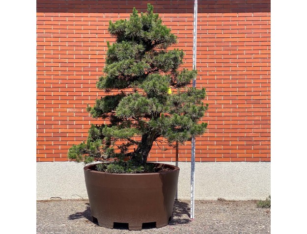 Pinus thunbergii kotobuki - Pino negro %separator% %category%