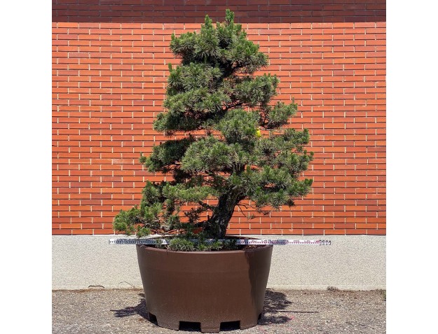 Pinus thunbergii kotobuki - Zwarte den %separator% %category% 2
