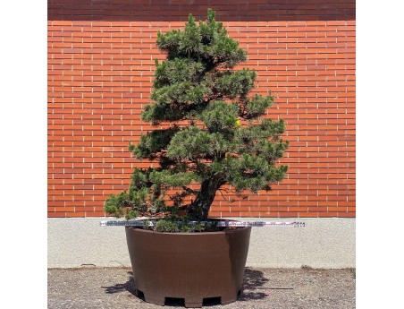 Pinus thunbergii kotobuki - Black pine %separator% %category%