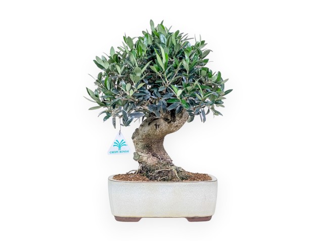Olea europaea bonsai %separator% %category%
